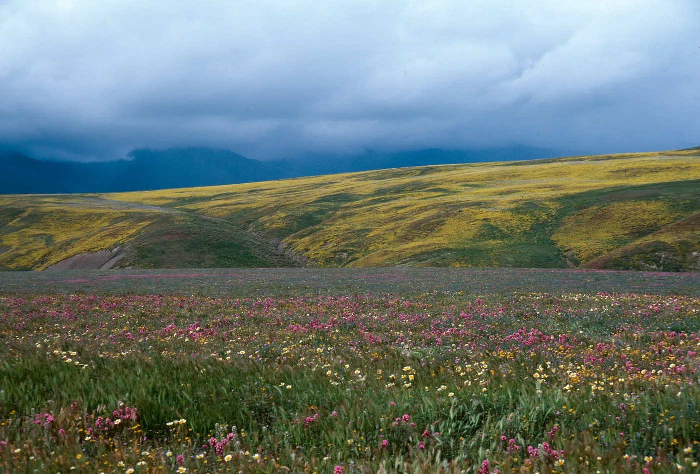 Cottonwood Canyon