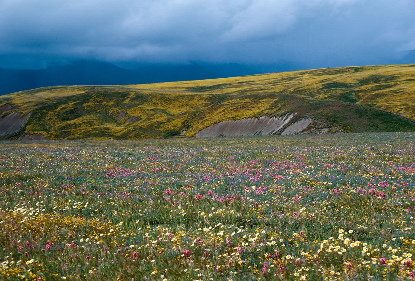 Cottonwood Canyon