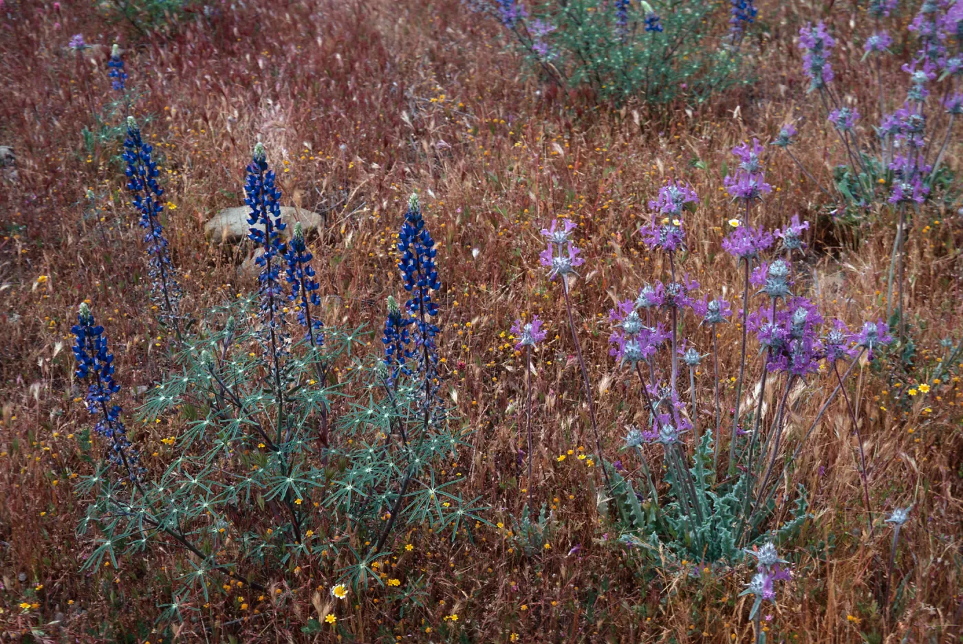 Cottonwood Canyon (Lupine)