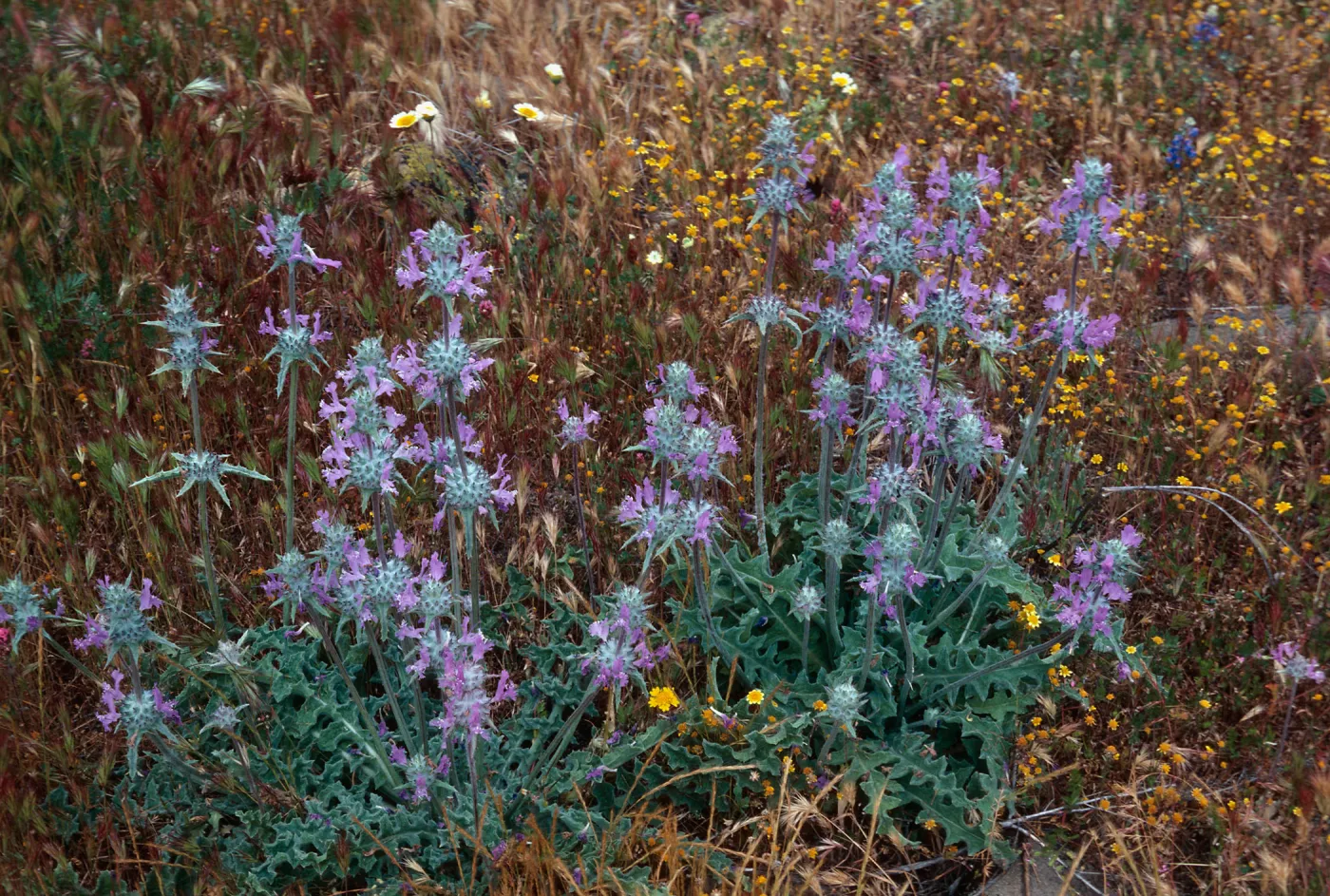 Cottonwood Canyon