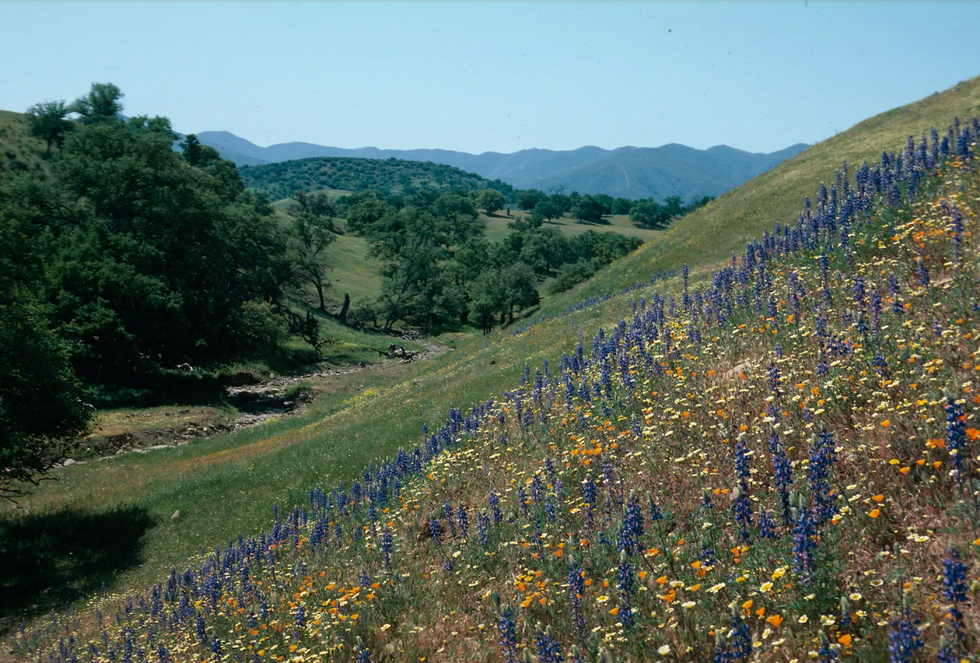 Cottonwood Canyon