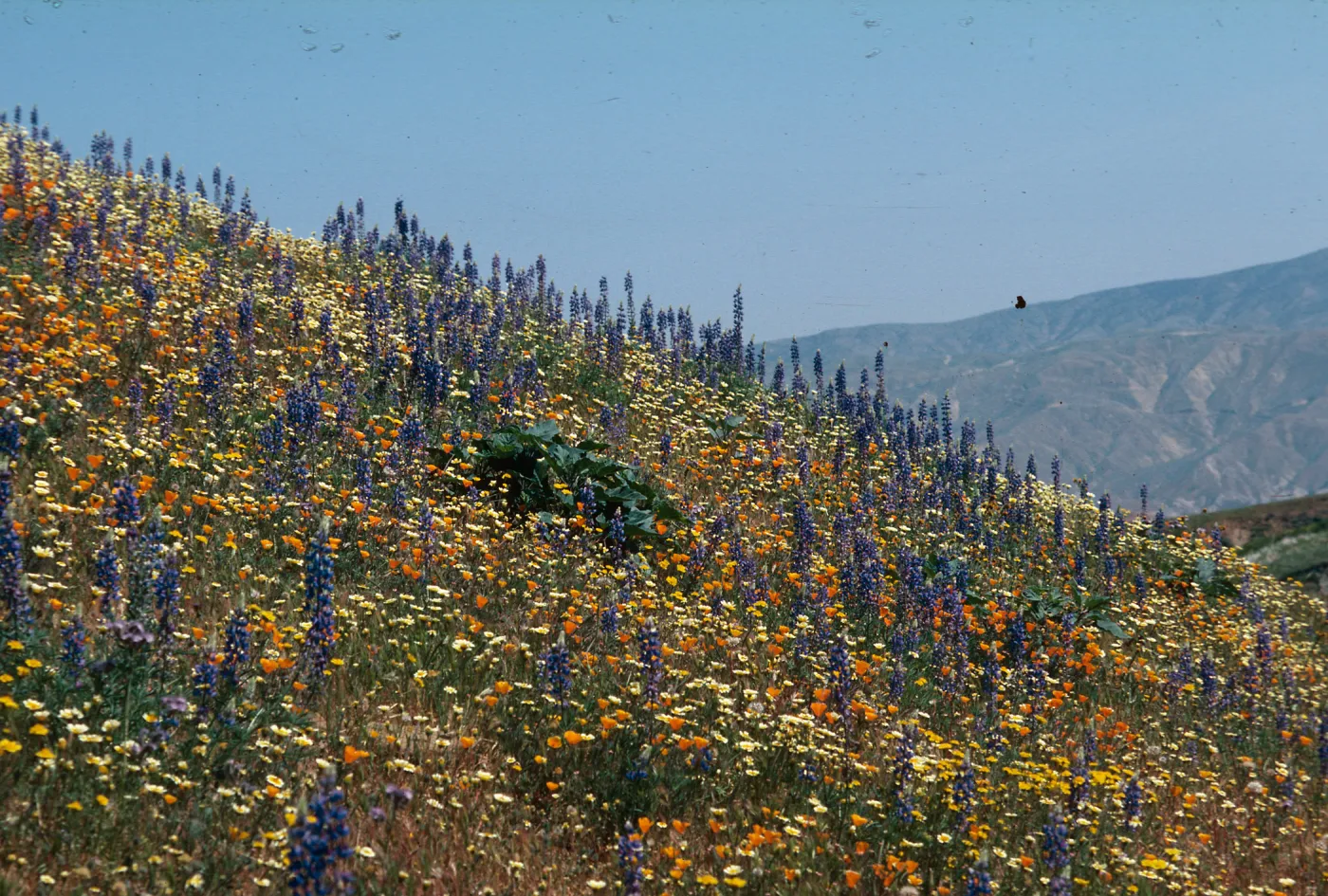 Cottonwood Canyon