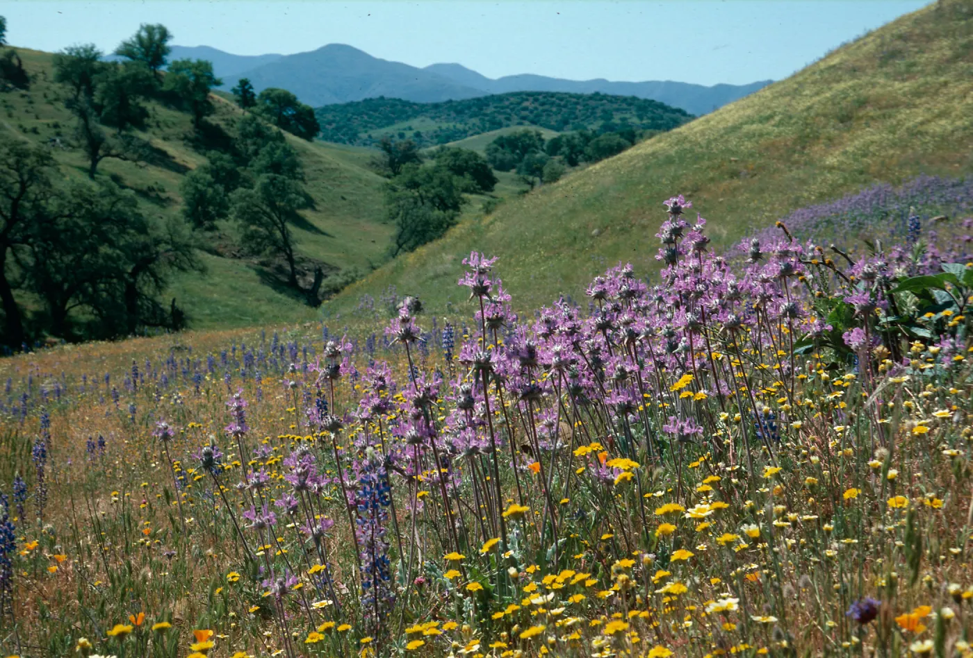 Cottonwood Canyon