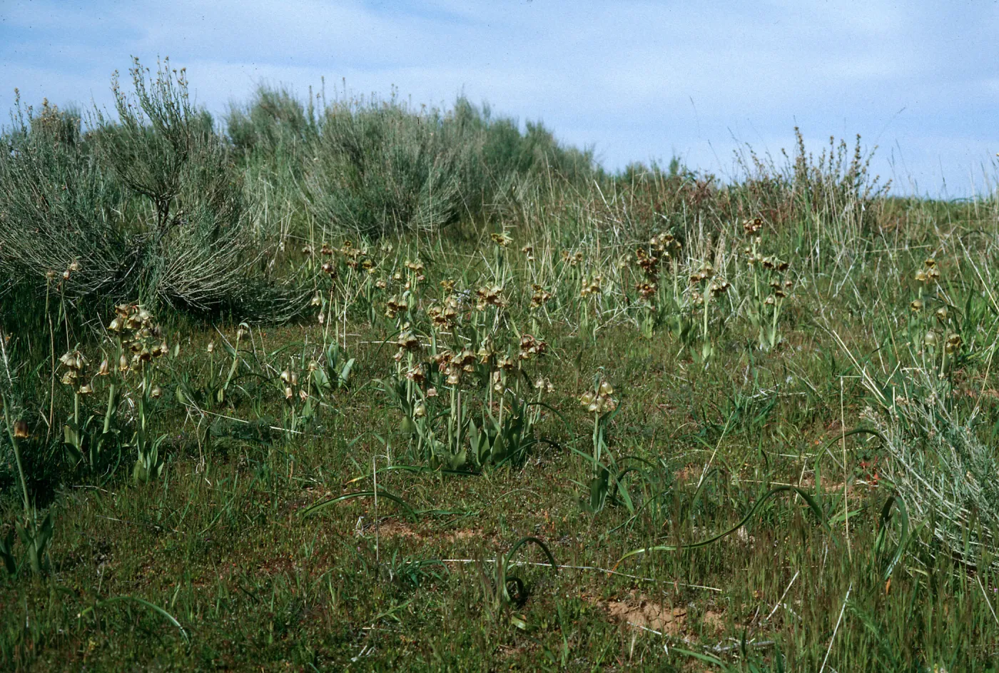 Fritillaria agrestis, Potreros