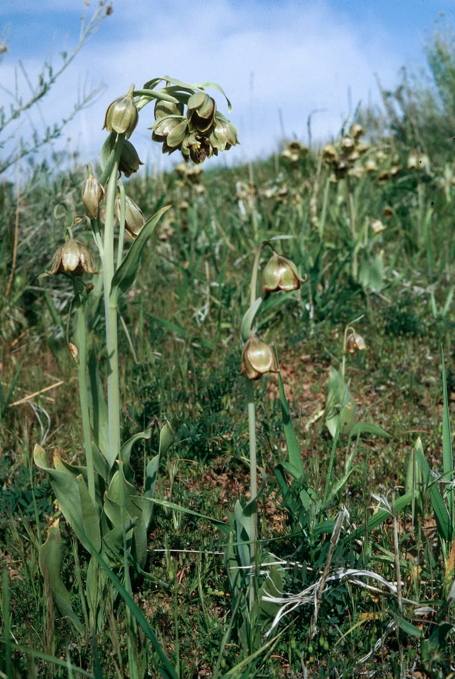 Fritillaria agrestis, Potreros
