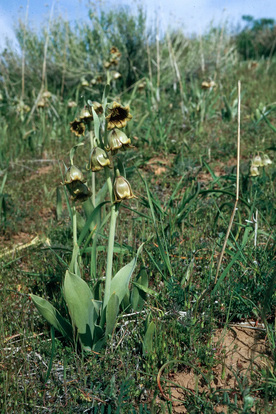 Fritillaria agrestis, Potreros
