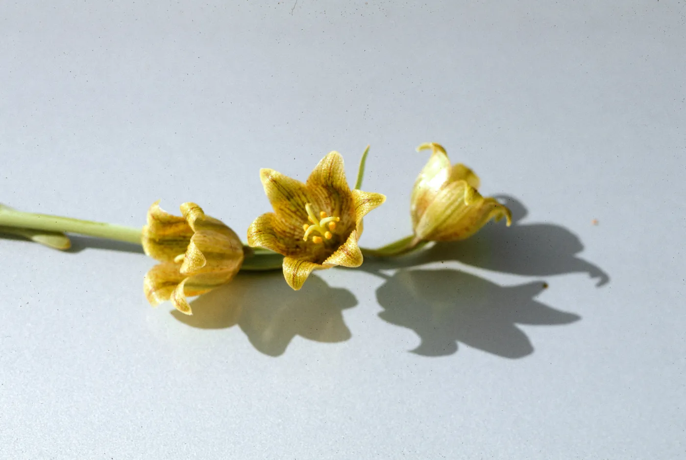 Fritillaria agrestis, Potreros