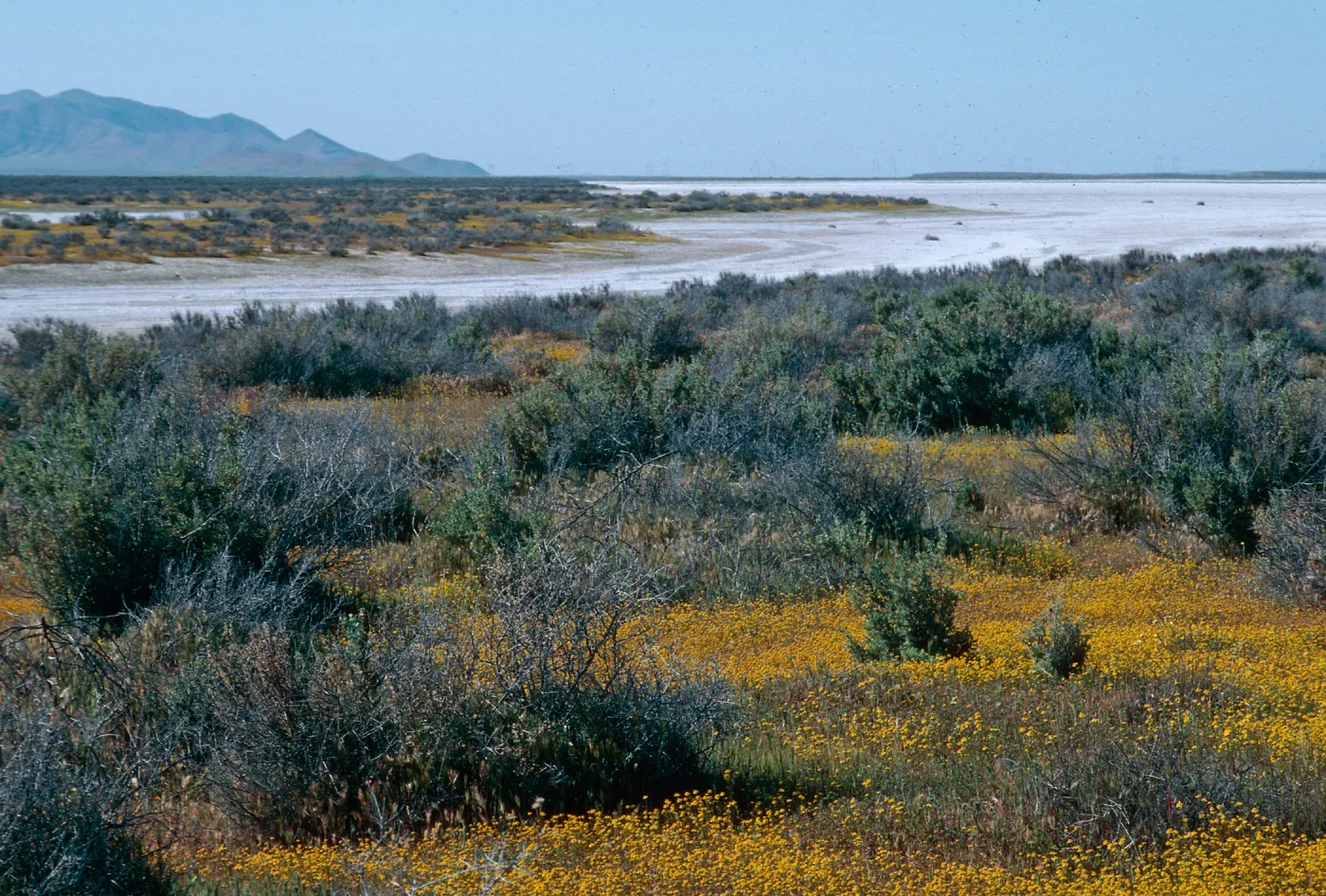 Soda Lake