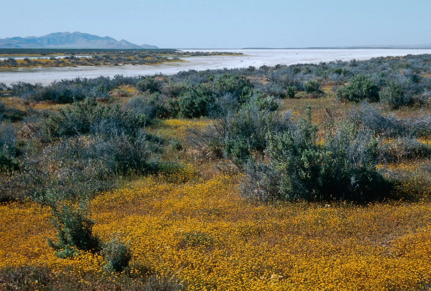 Soda Lake