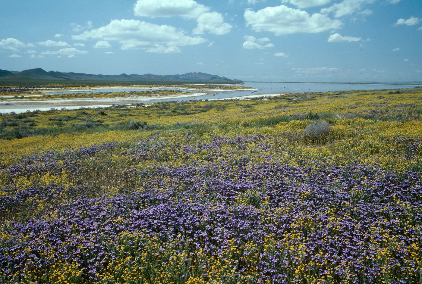 Soda Lake