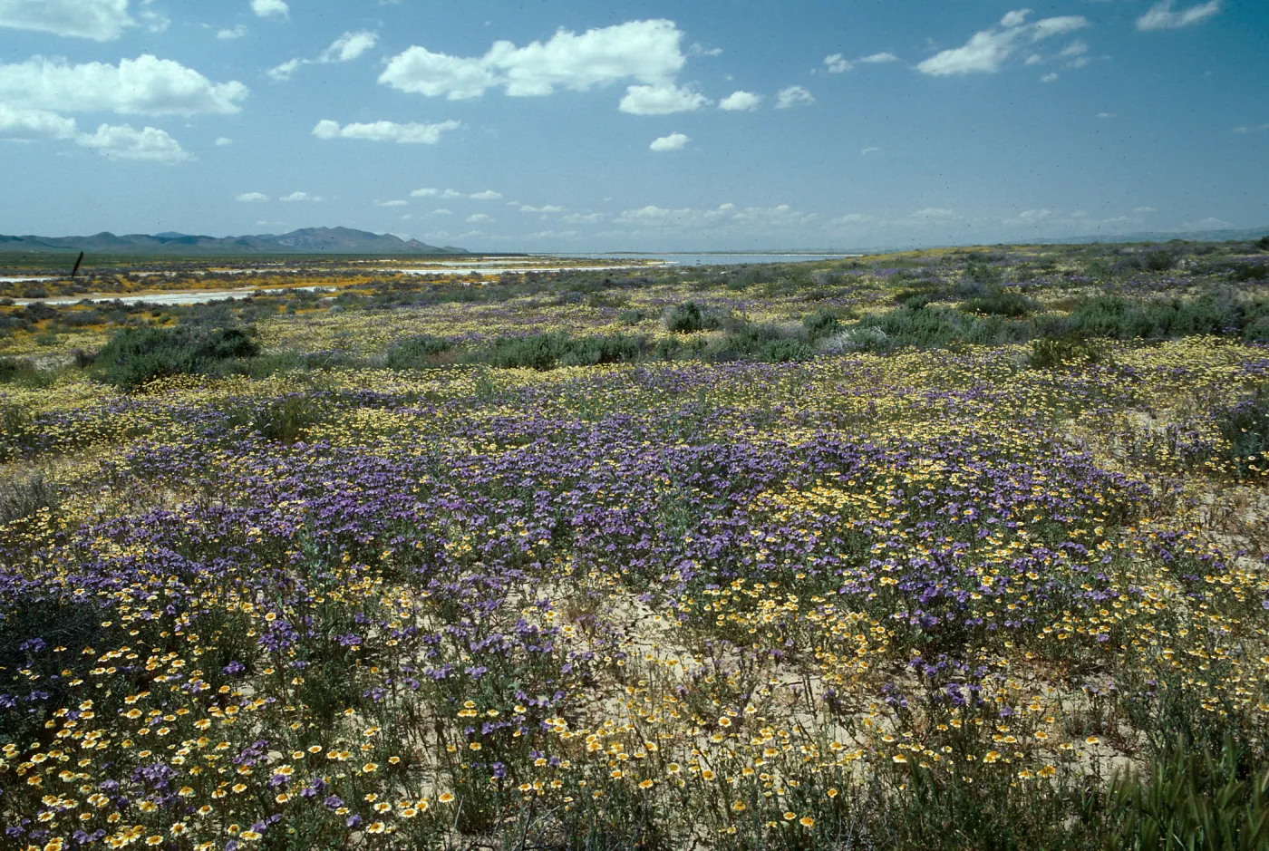 Soda Lake