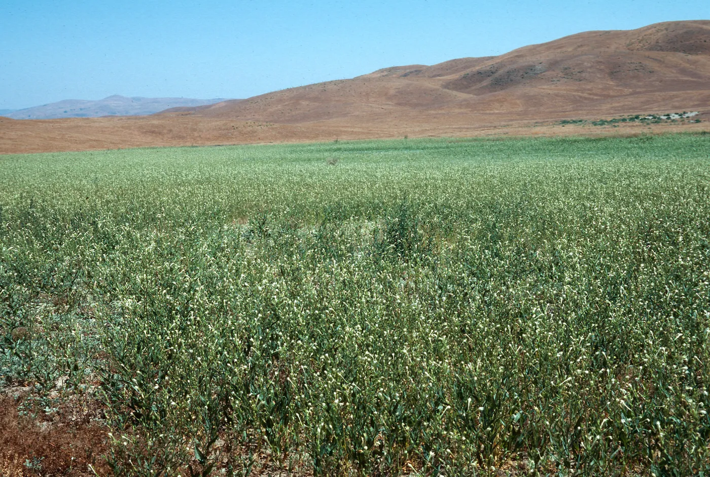 Soda Lake Road