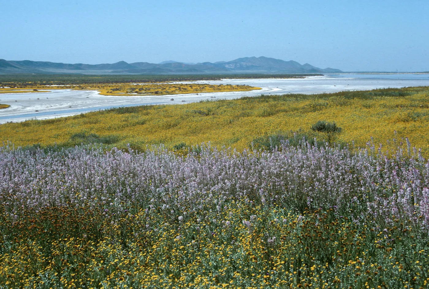 Soda Lake