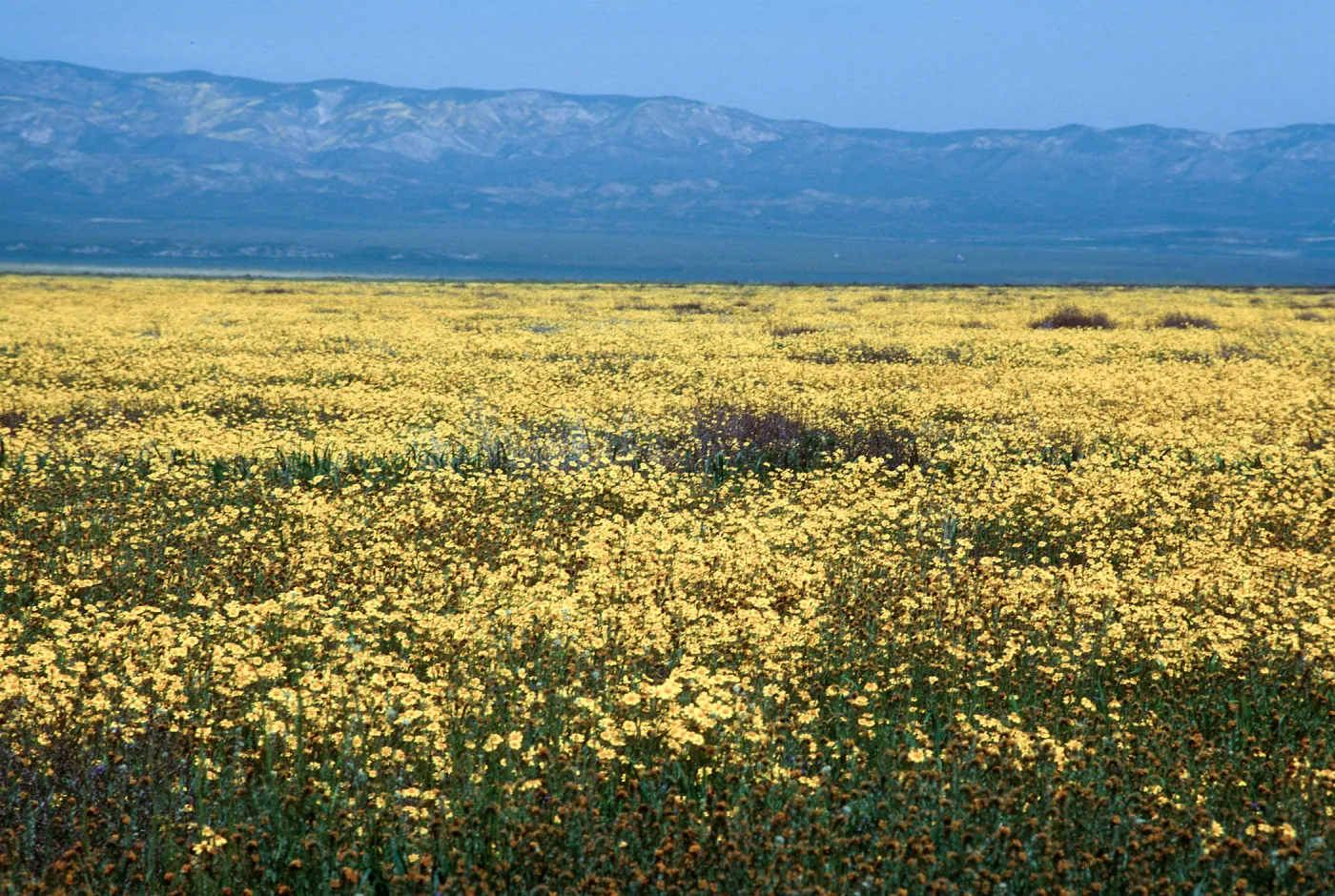 Soda Lake