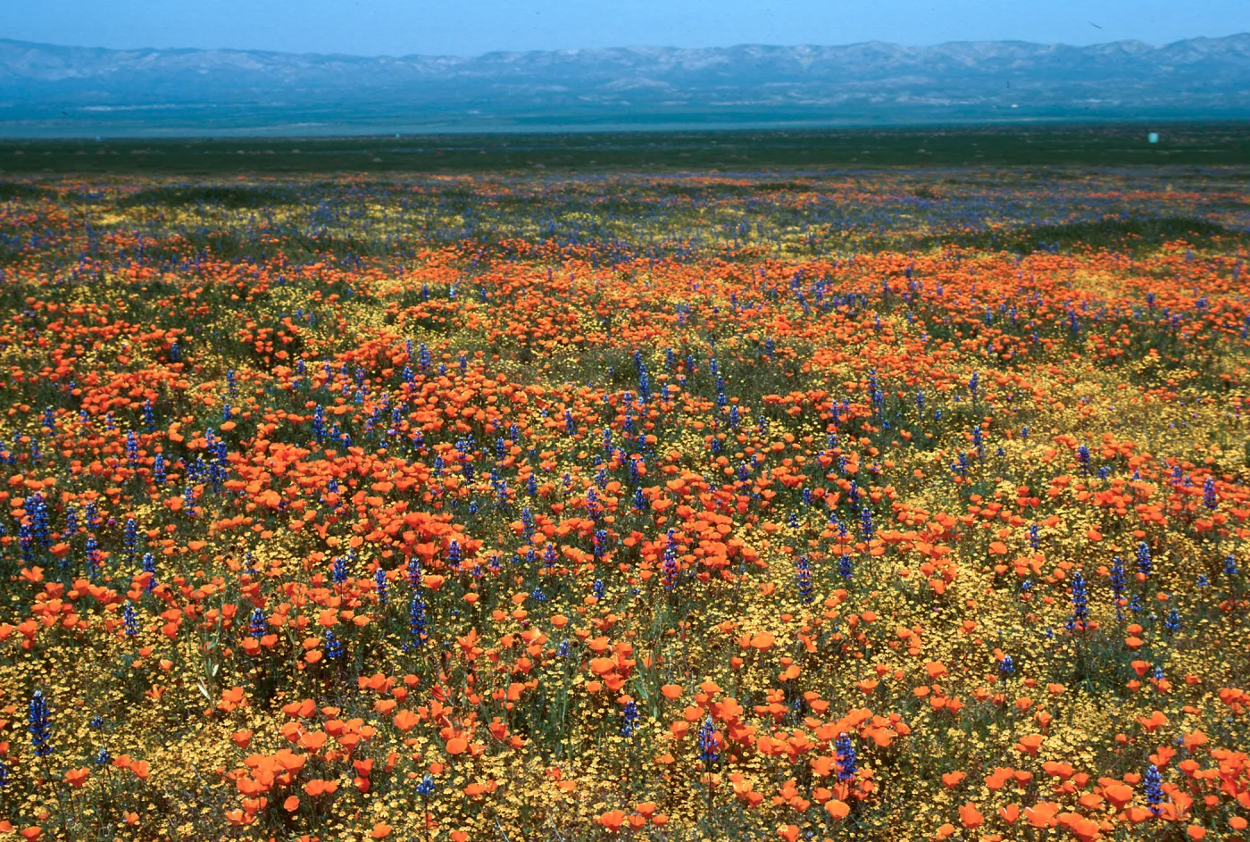 Soda Lake Road