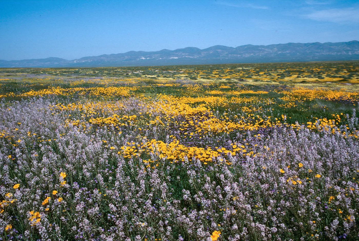 Soda Lake