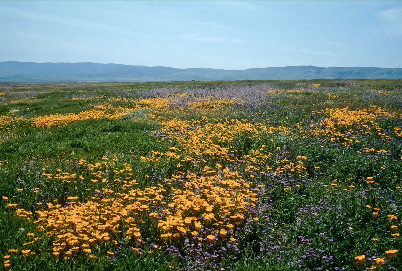 Soda Lake