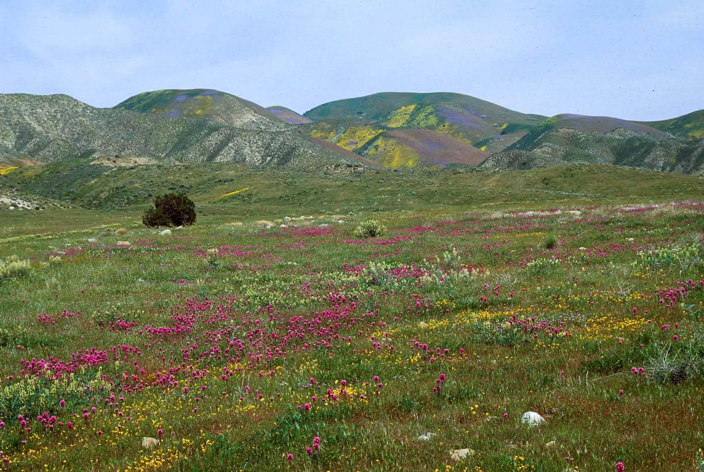 Temblor range