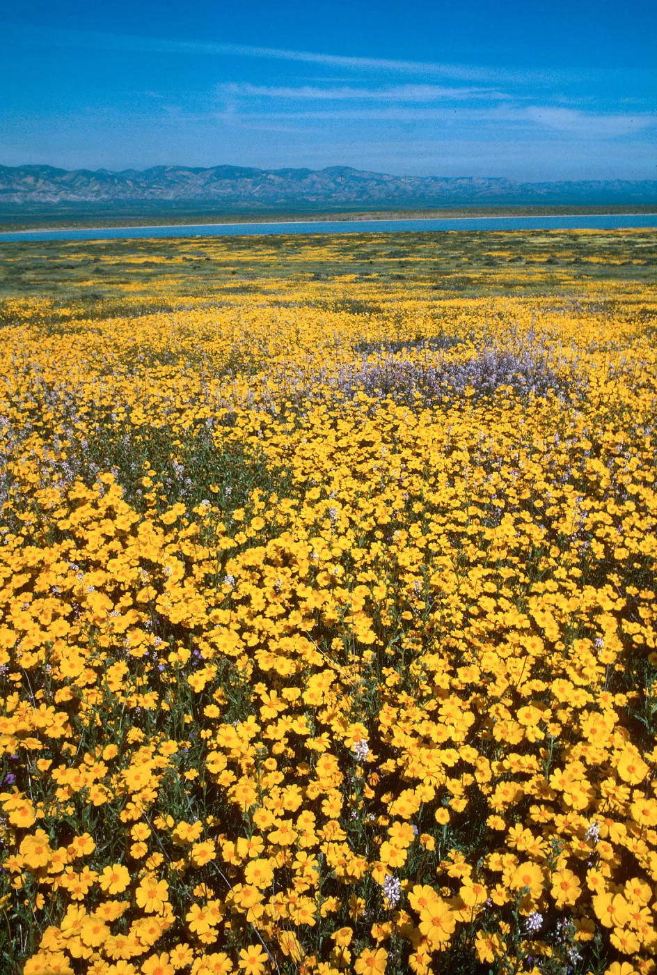 Soda Lake