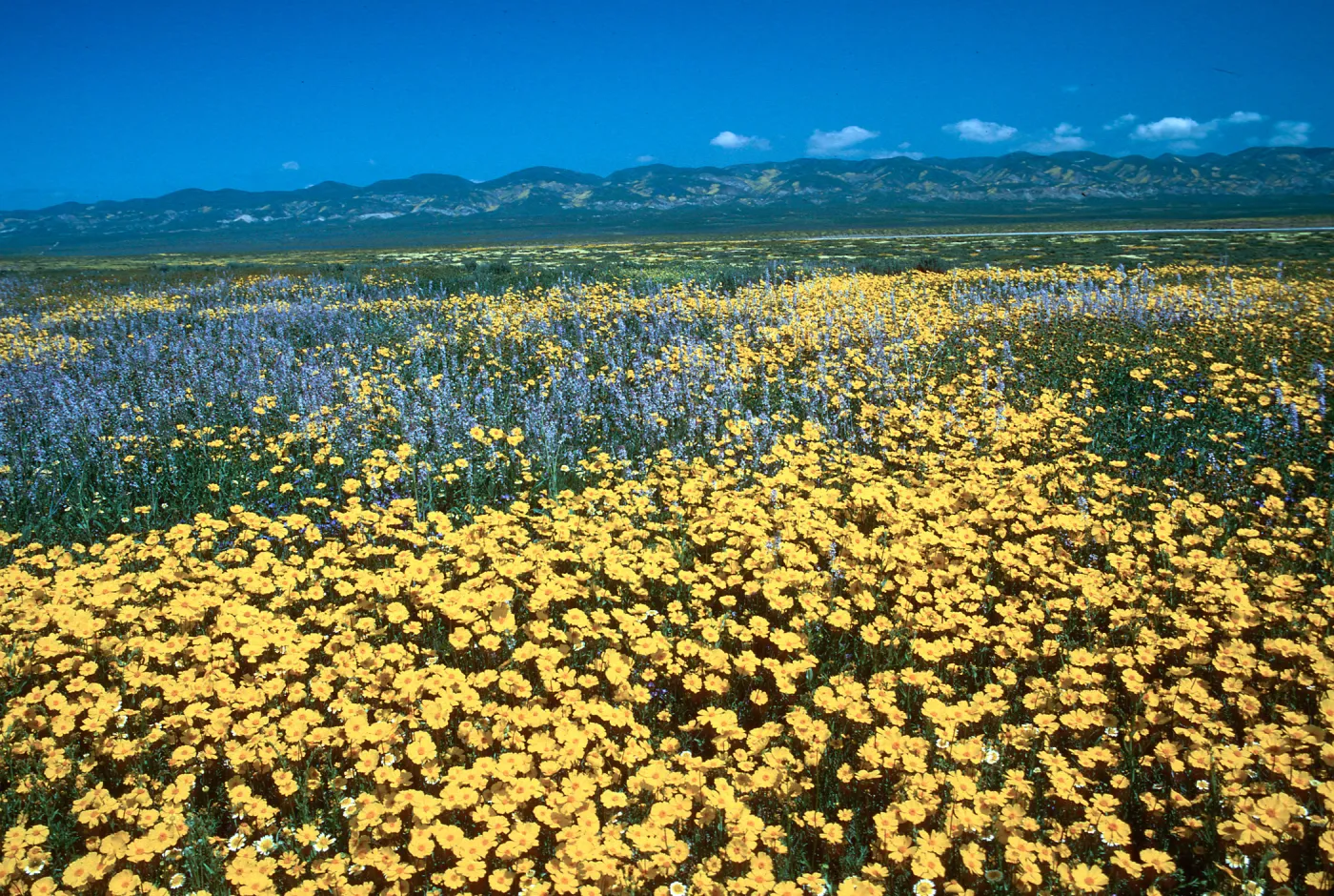 Soda Lake