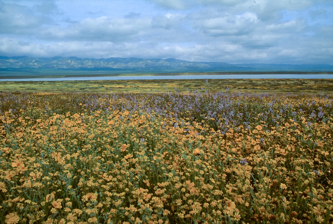 Soda Lake