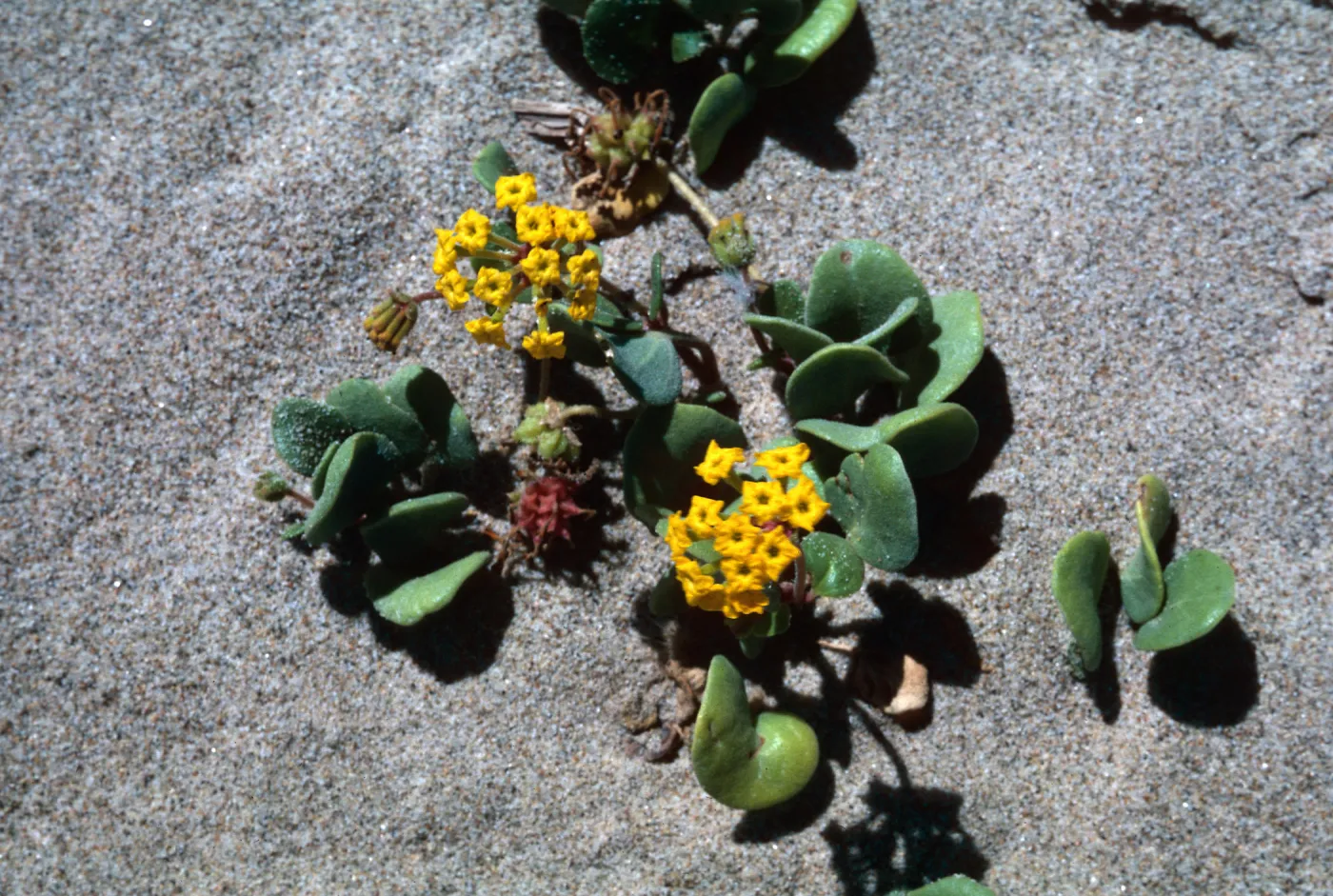 Yellow Verbena (Vervain), Guadalupe Dunes