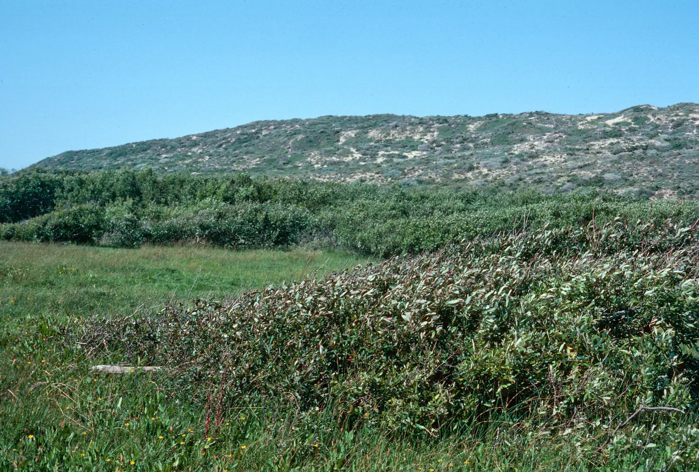 Guadalupe Dunes