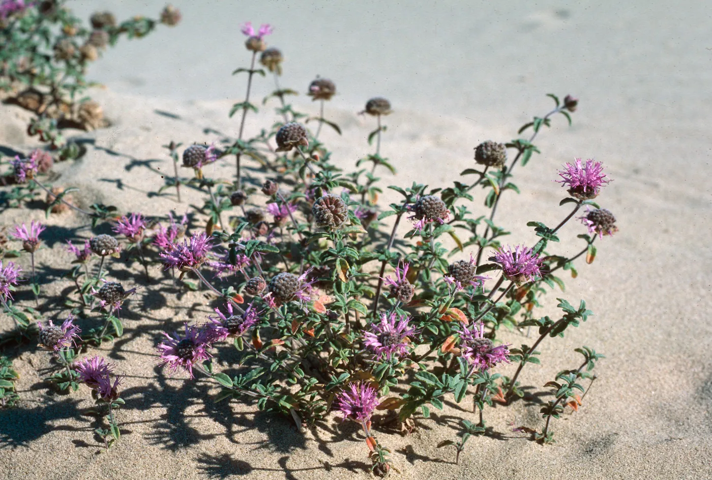 Guadalupe Dunes