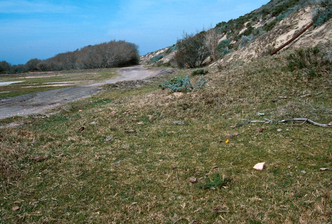 Guadalupe Dunes