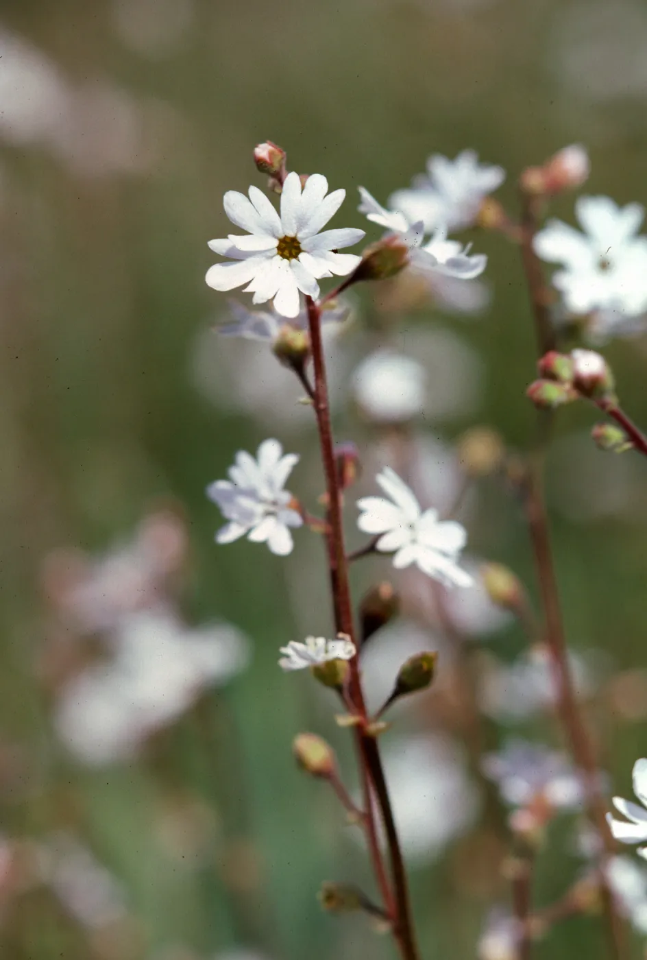 Mt. Abel (Cerro Noroeste)