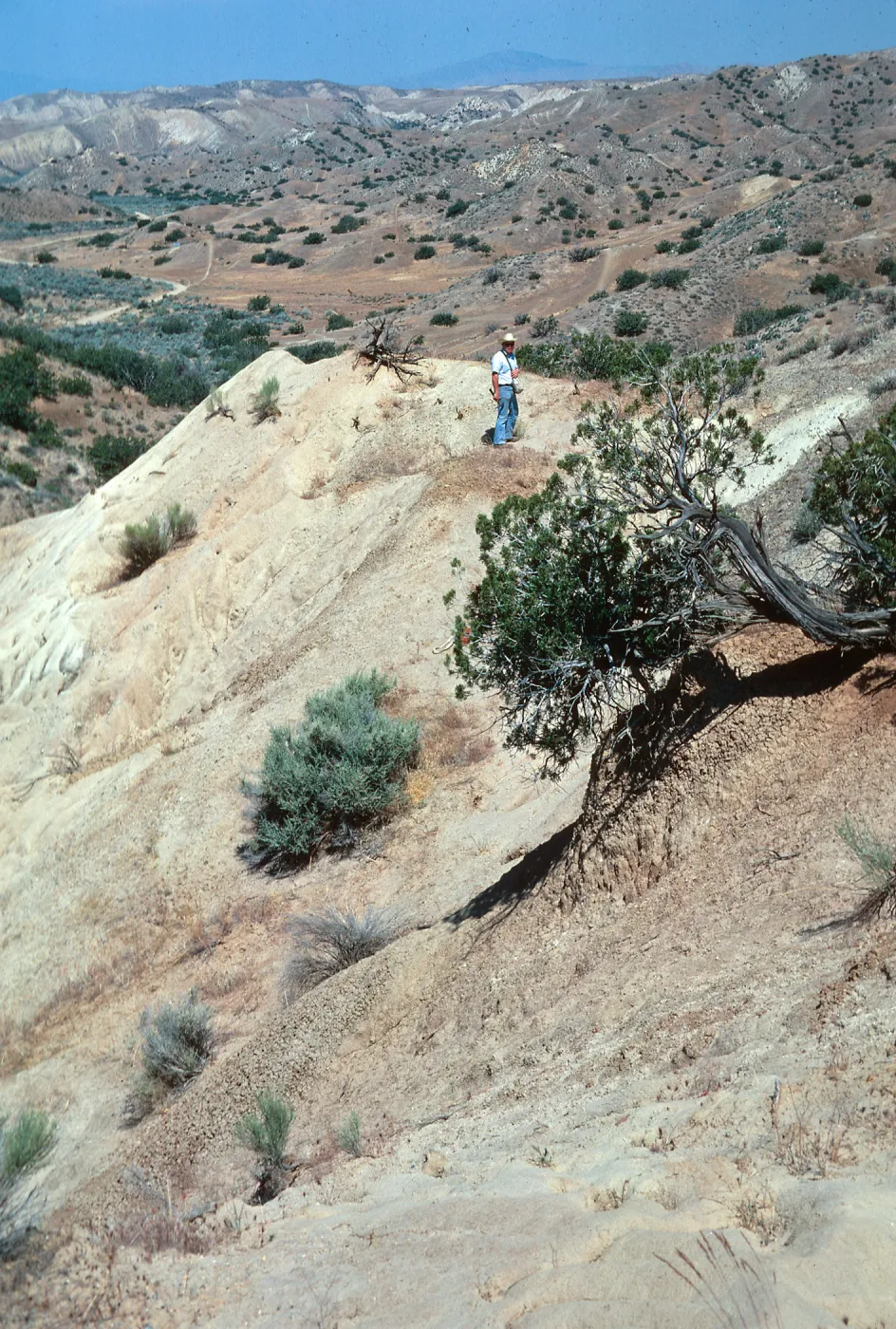 Ballinger Canyon--fossil search