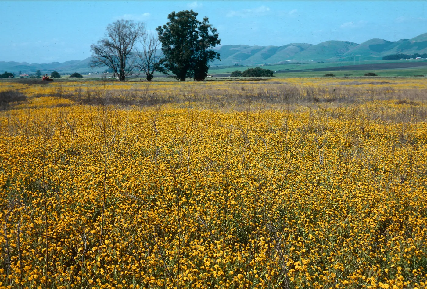 Amsinckia, Nipomo