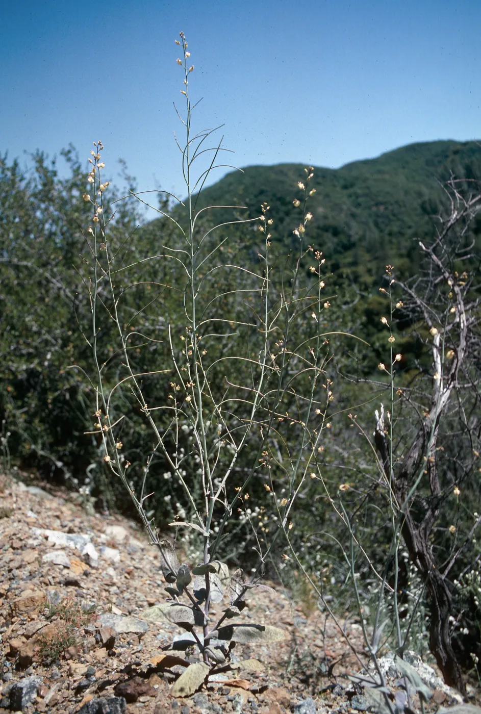 Caulantus amplexicaulis, Figueroa Mountain