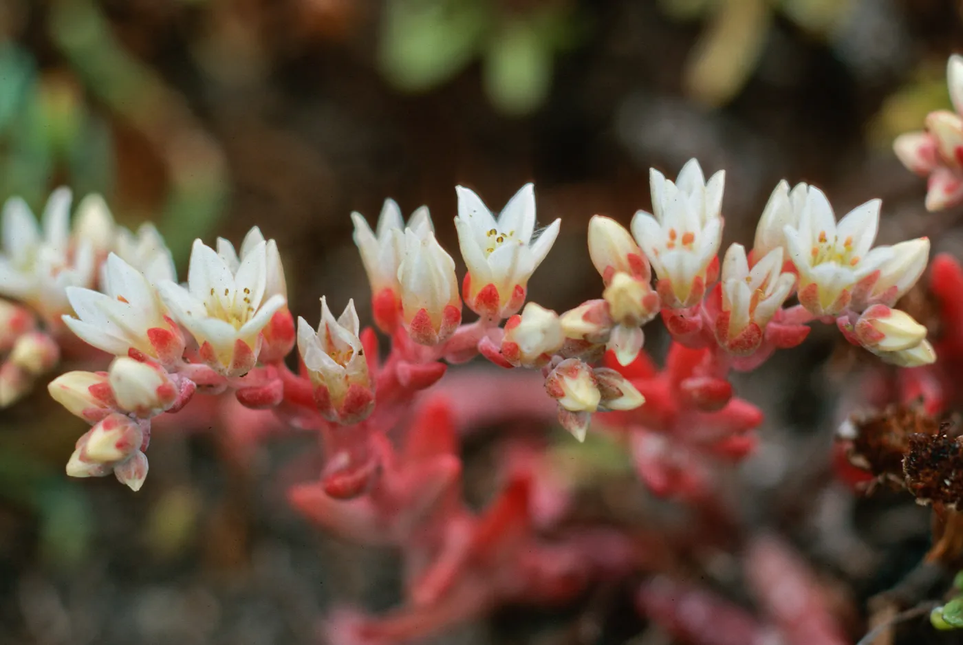 Santa Cruz Island