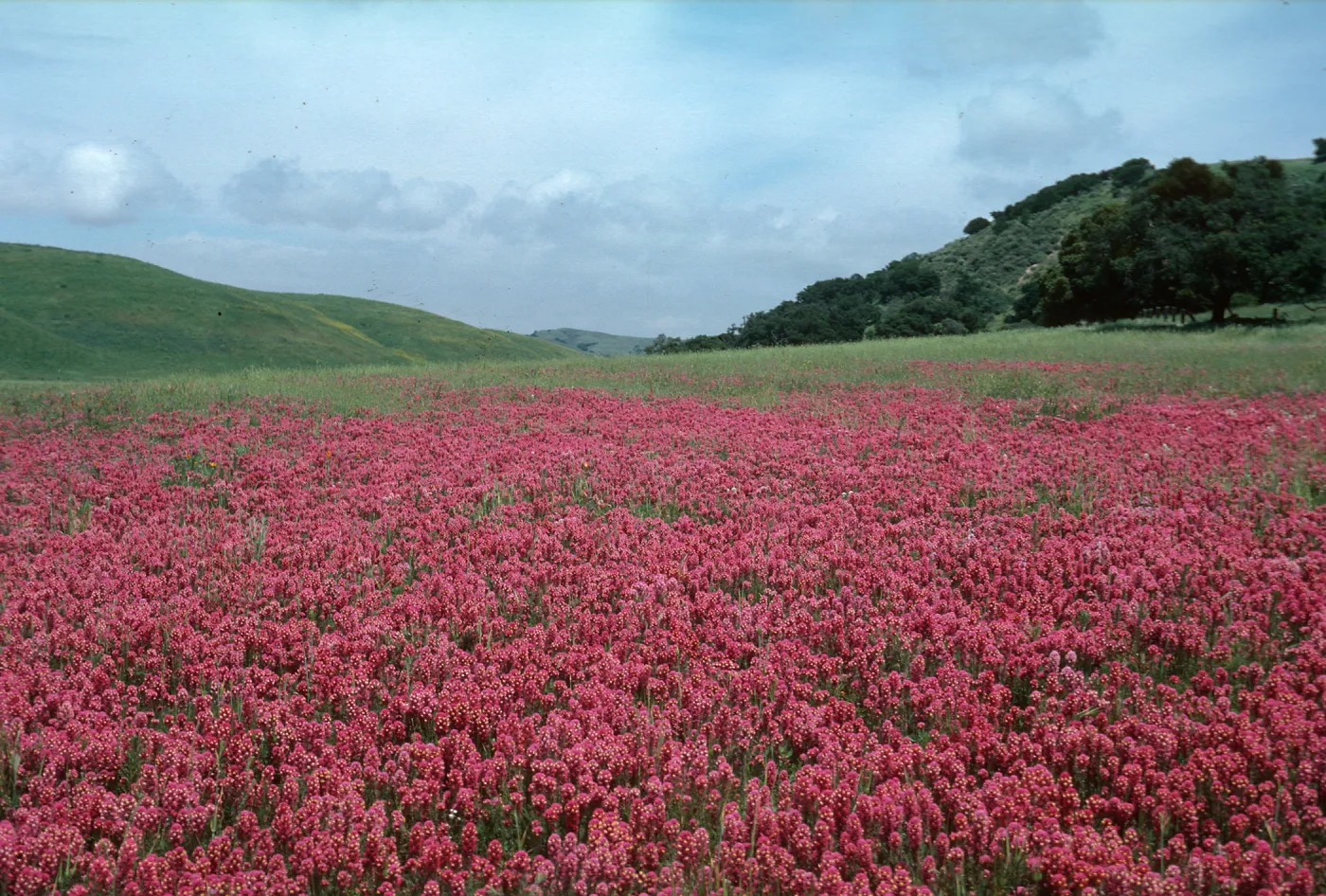 Owls Clover, Los Alamos