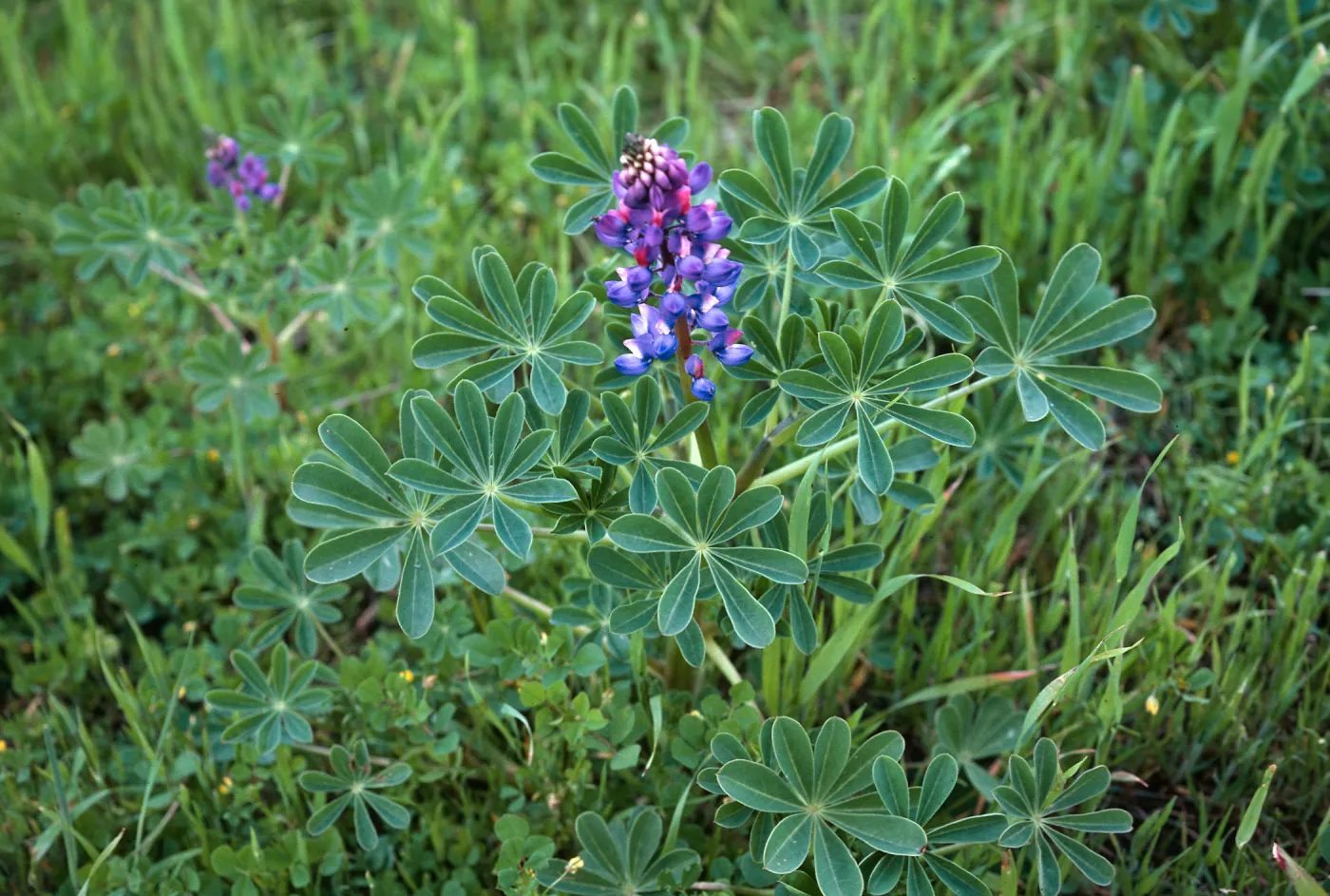 Lupinus succulentus
