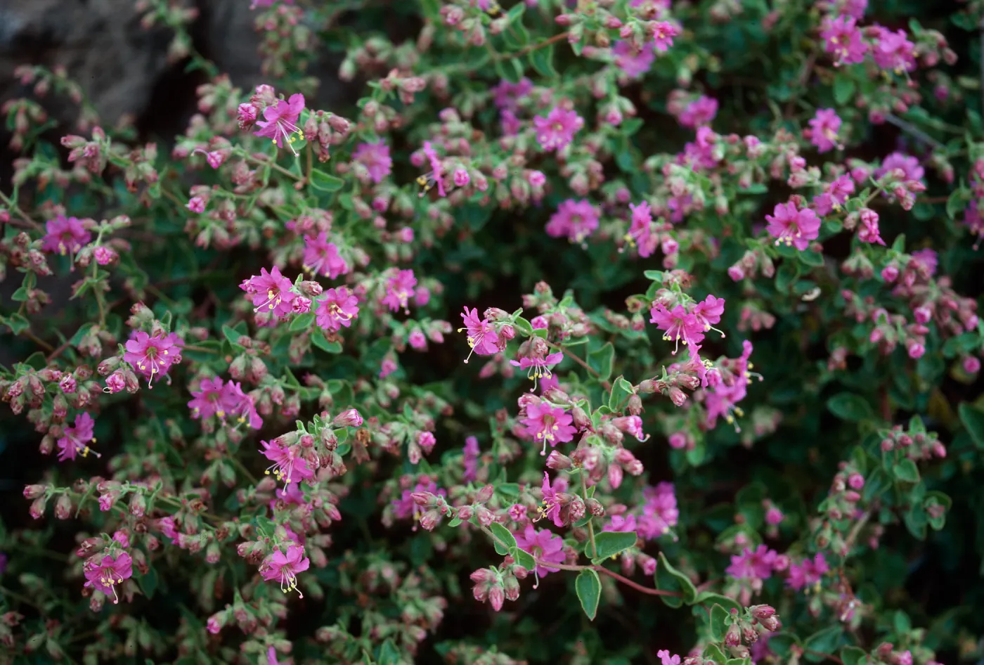 Four o'clocks, Cat Canyon Oil Field