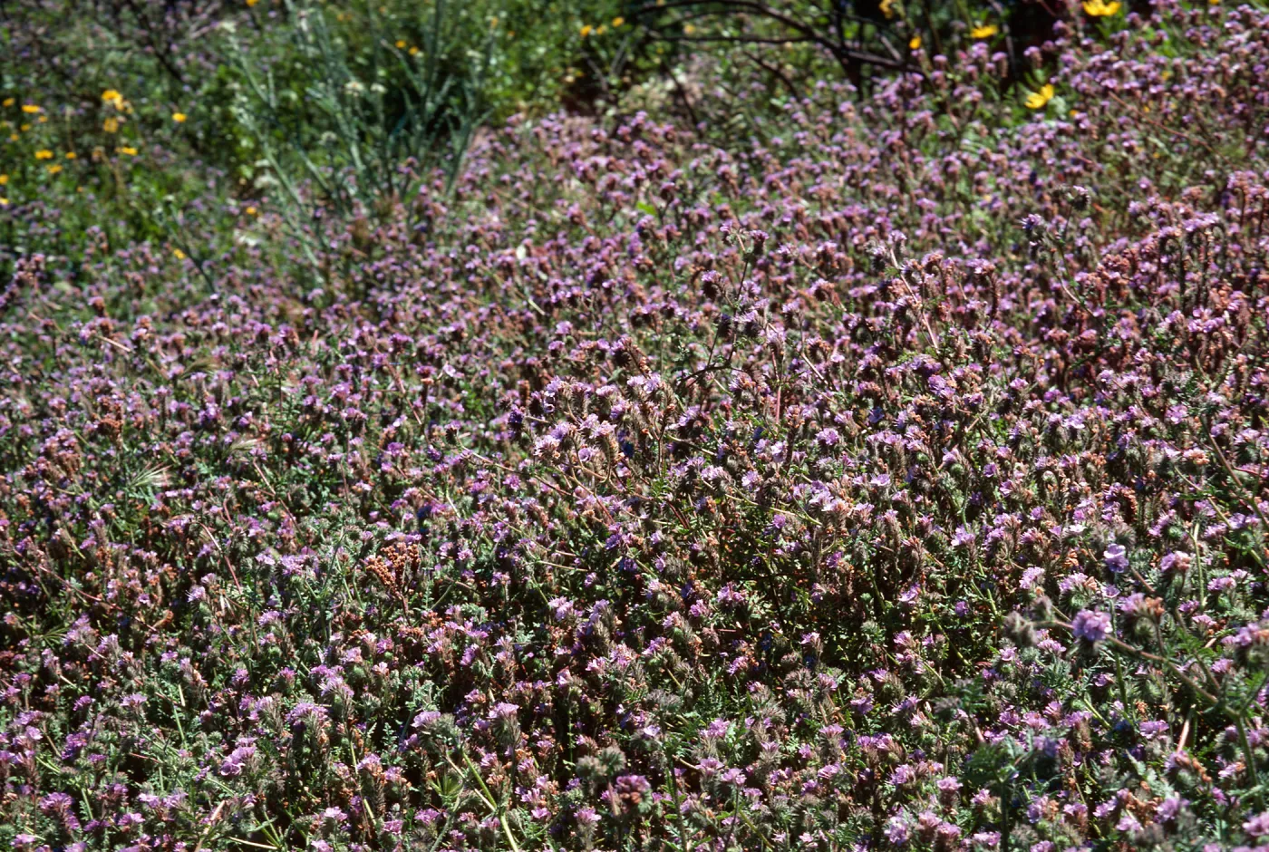 Phacelia distans, Cat Canyon Oil Field