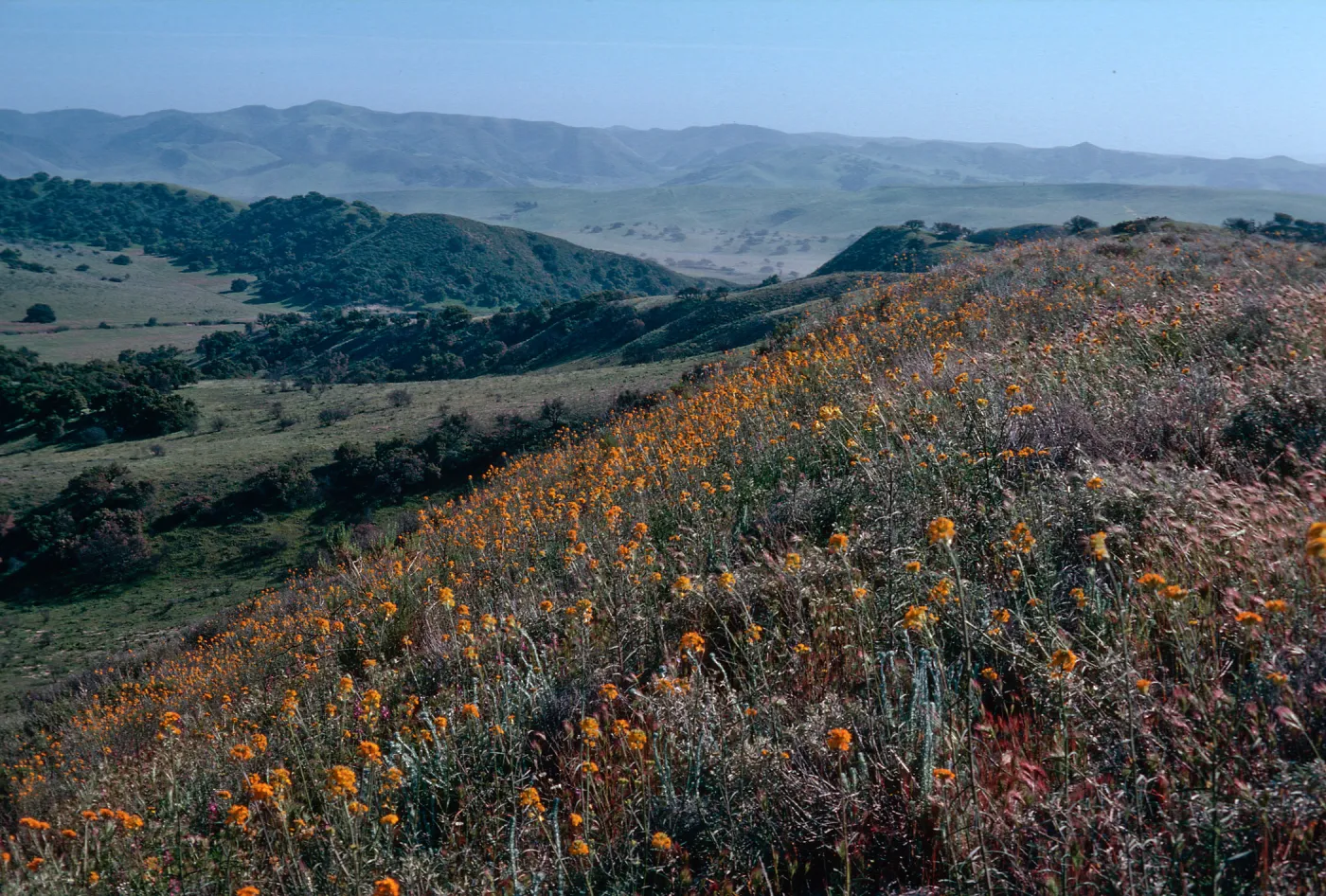 Wallflowers, Sandy Ridge, Cat Canyon Oil field