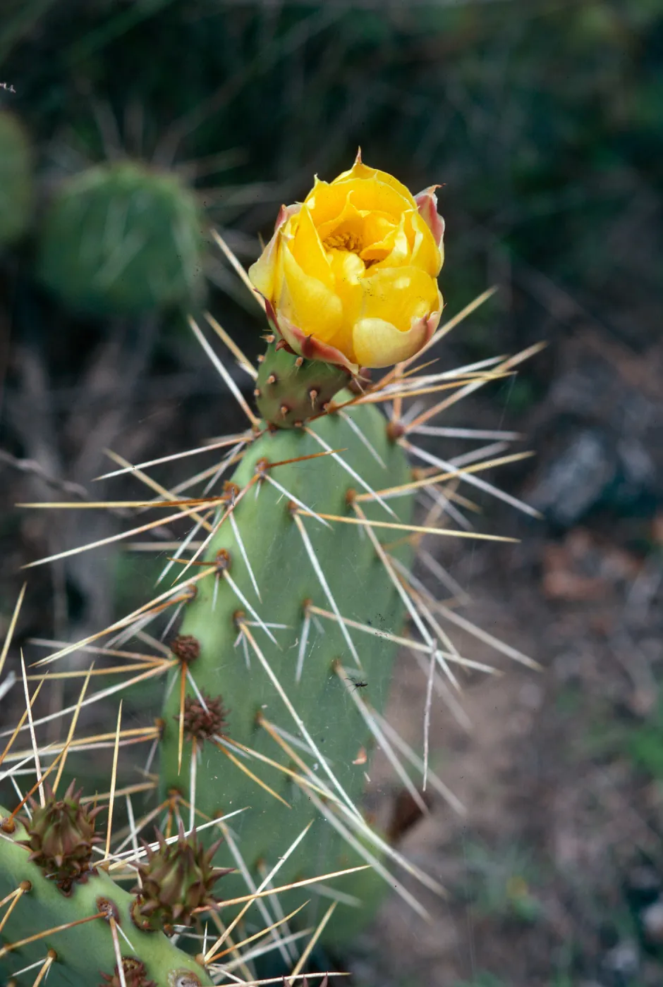 Los Alamos Ranch (Prickly-pear)