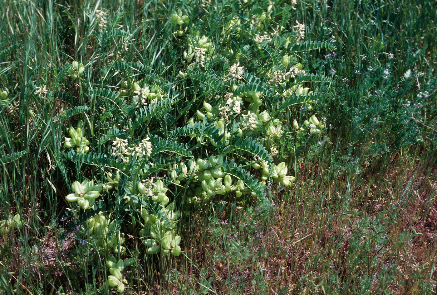 Astragalus pomonensis, Los Alamos Ranch