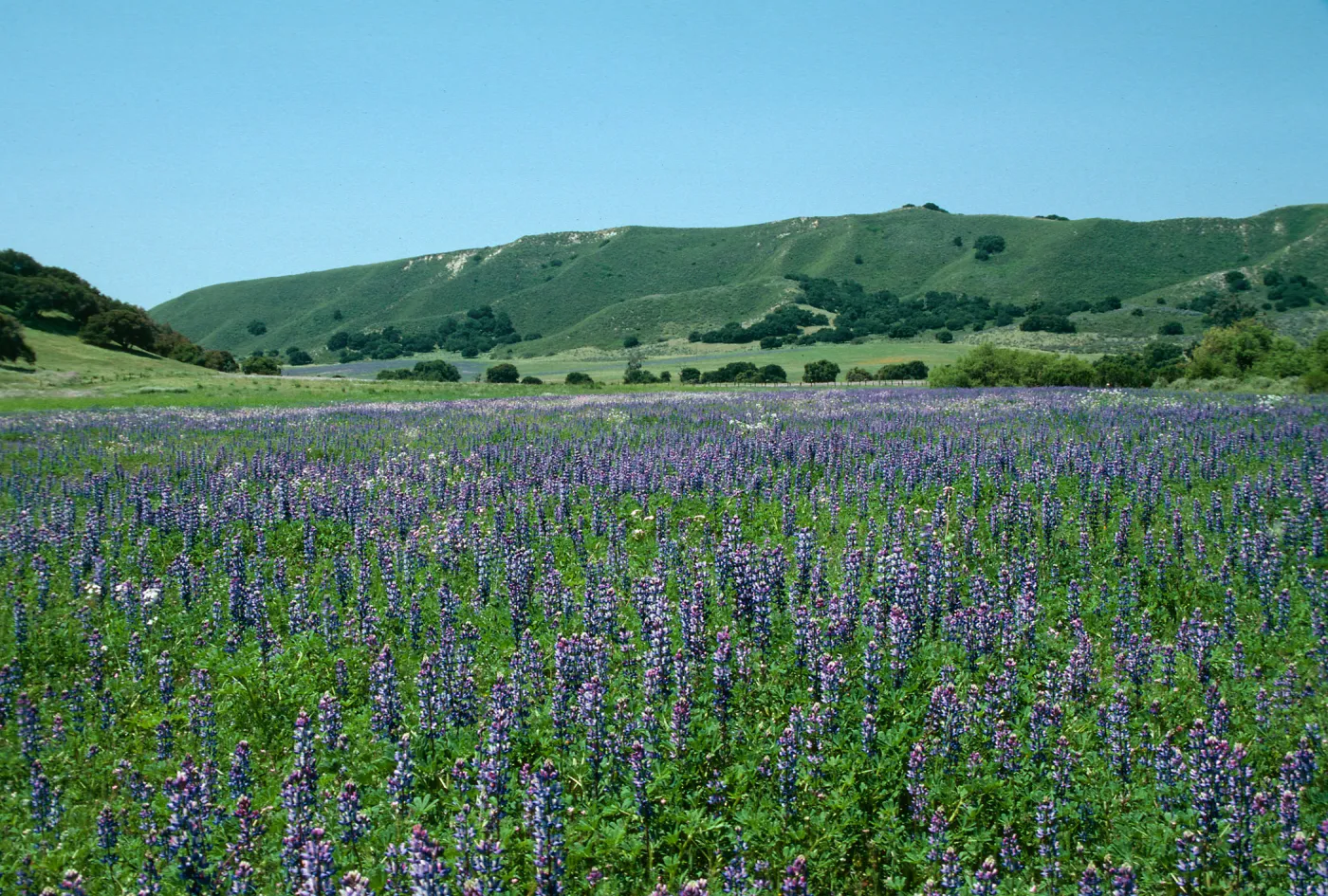 Los Alamos Ranch (Lupine)