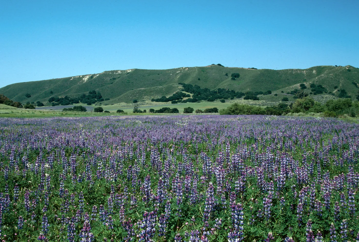 Los Alamos Ranch (Lupine)