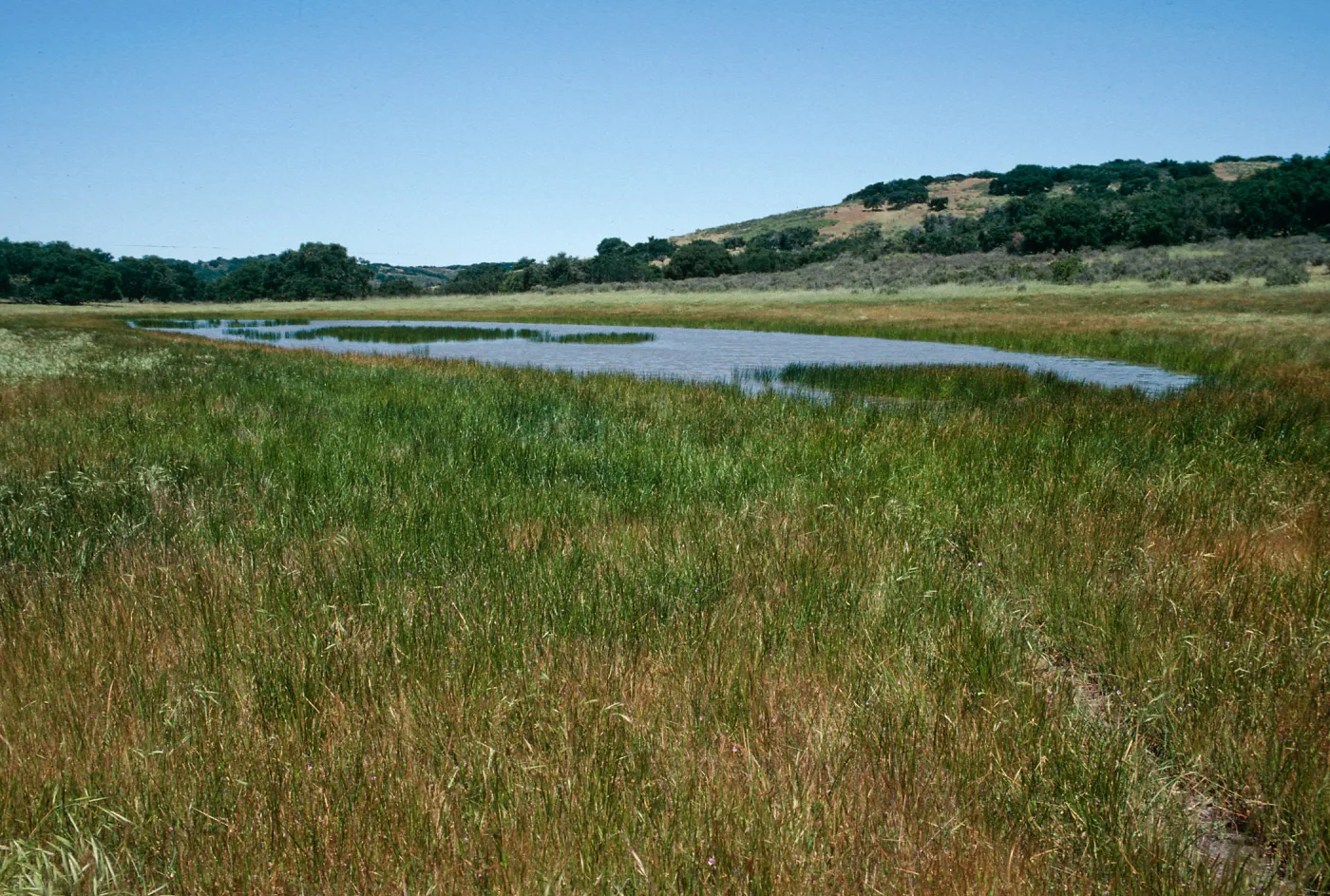 Lilaea scilloides. Los Alamos