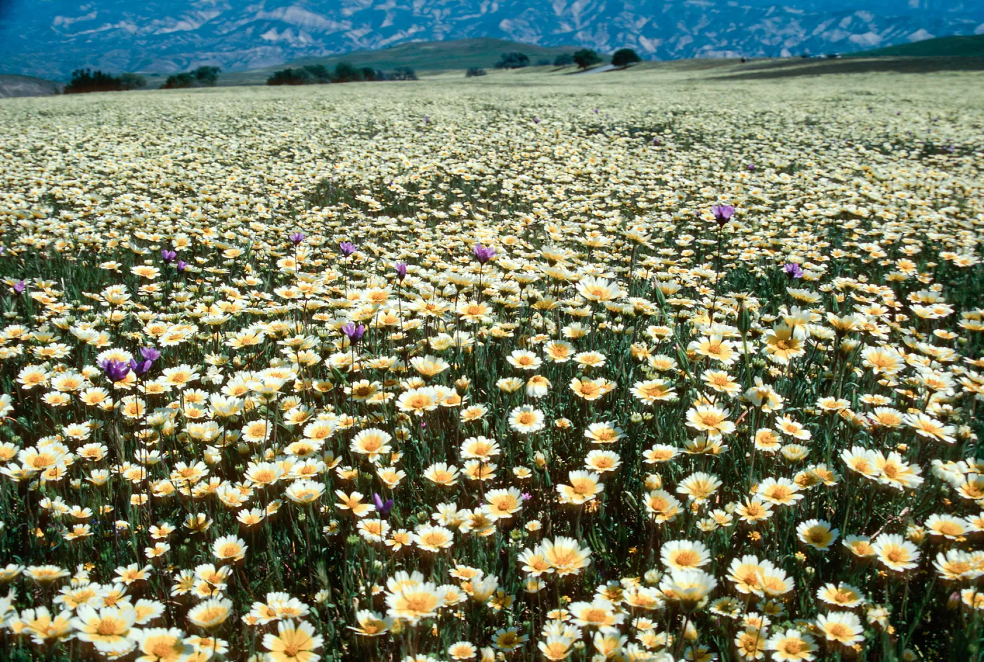 Tidy Tips, Cottonwood