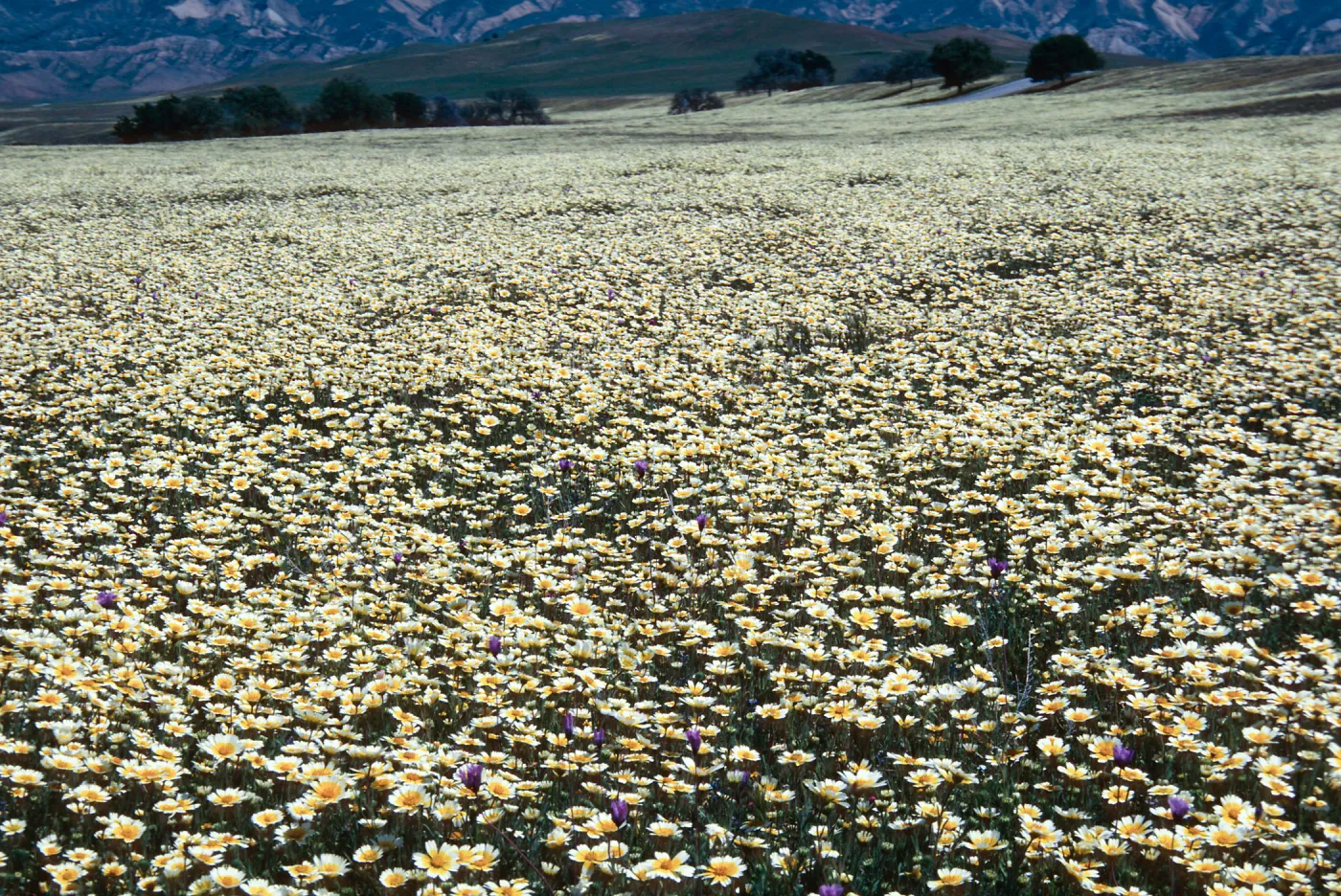 Tidy Tips, Cottonwood