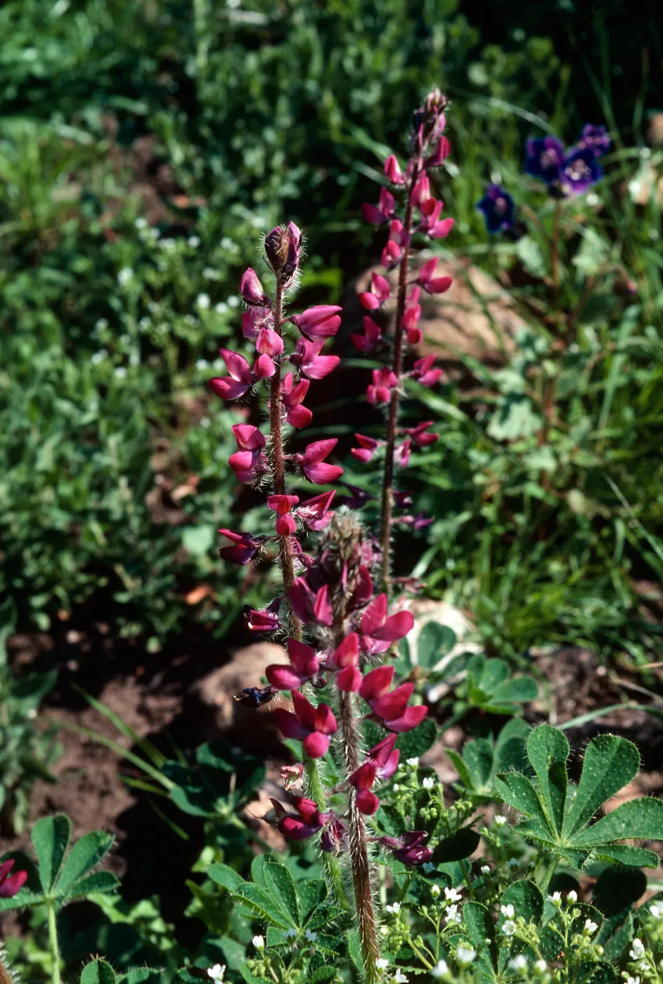 Lupine, Cat Canyon Oil Field
