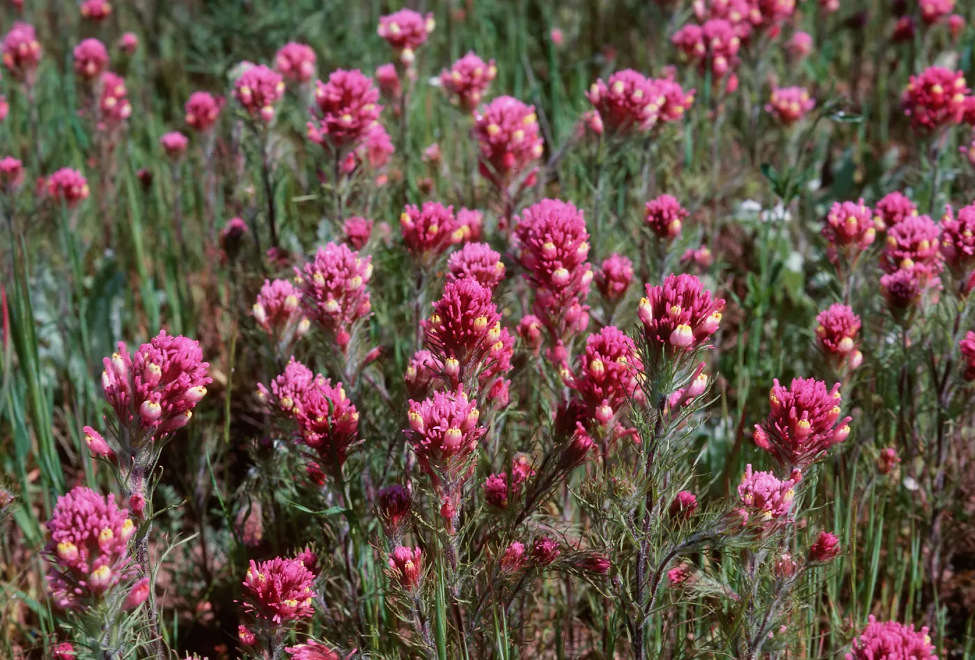 Owls Clover, Orthocarpus