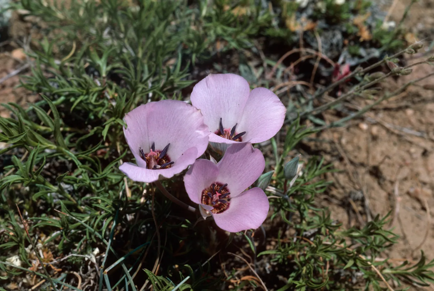 Calochortus, Mount Pinos