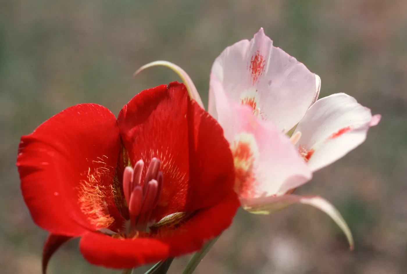 Calochortus, Mount Pinos